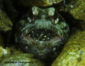   What do mouth full eggs Blue Heron Bridge diving excursion. excursion  